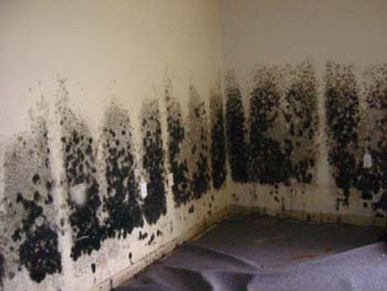 Mold and Mildew Removal Fairfax,  VA