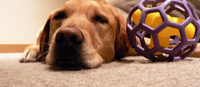 Pet Stain and Odor Removal Fairfax,  VA