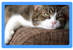 Upholstery Cleaning Fairfax,  VA